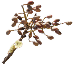 gesunde-frische-pistazien-aus-persien-kaufen